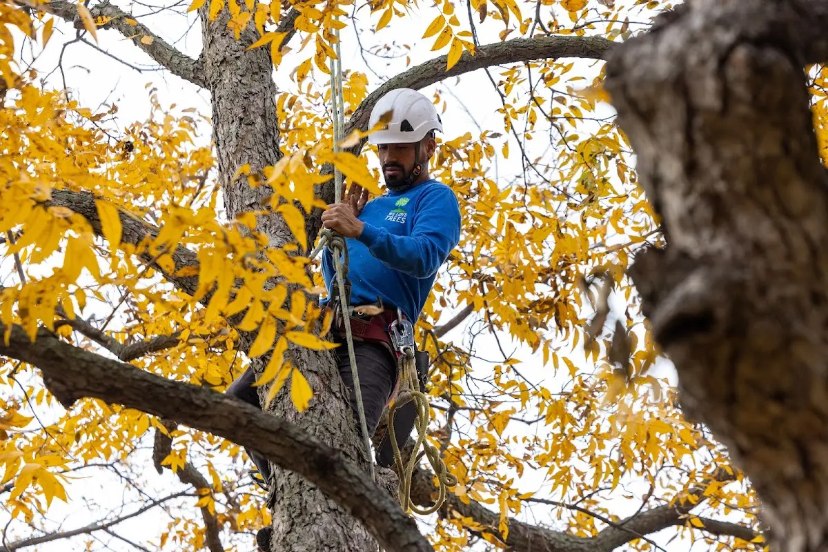 Skilled Emergency Tree Service crew working in Morrison