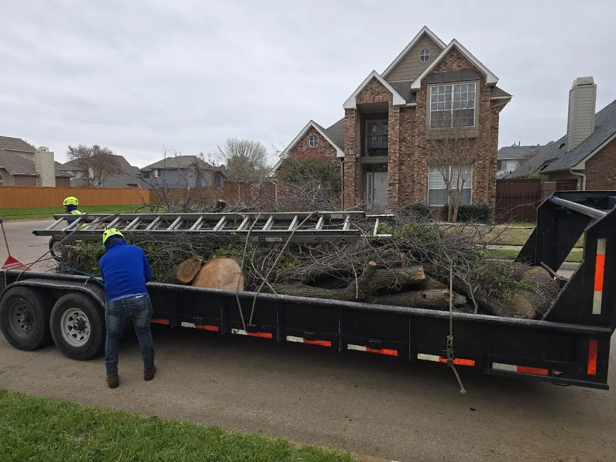 Expert Tree Fertilization with proper safety equipment in Morrison